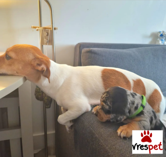 Ράτσα: Ντάτς χάουντ - Dach hound | Ηλικία: 3 μηνών | Φύλο: Αρσενικό | Αρ. Microchip: 43554366575767 | Ιδιώτης | Pedigree | Περιοχή: Αθήνα, Αττική